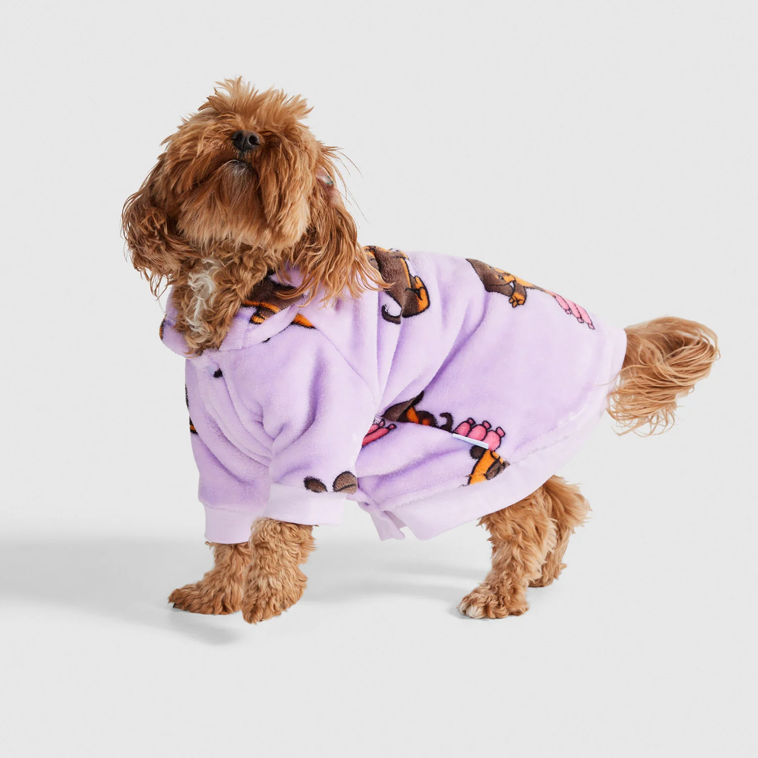 Dachshund - Image 4